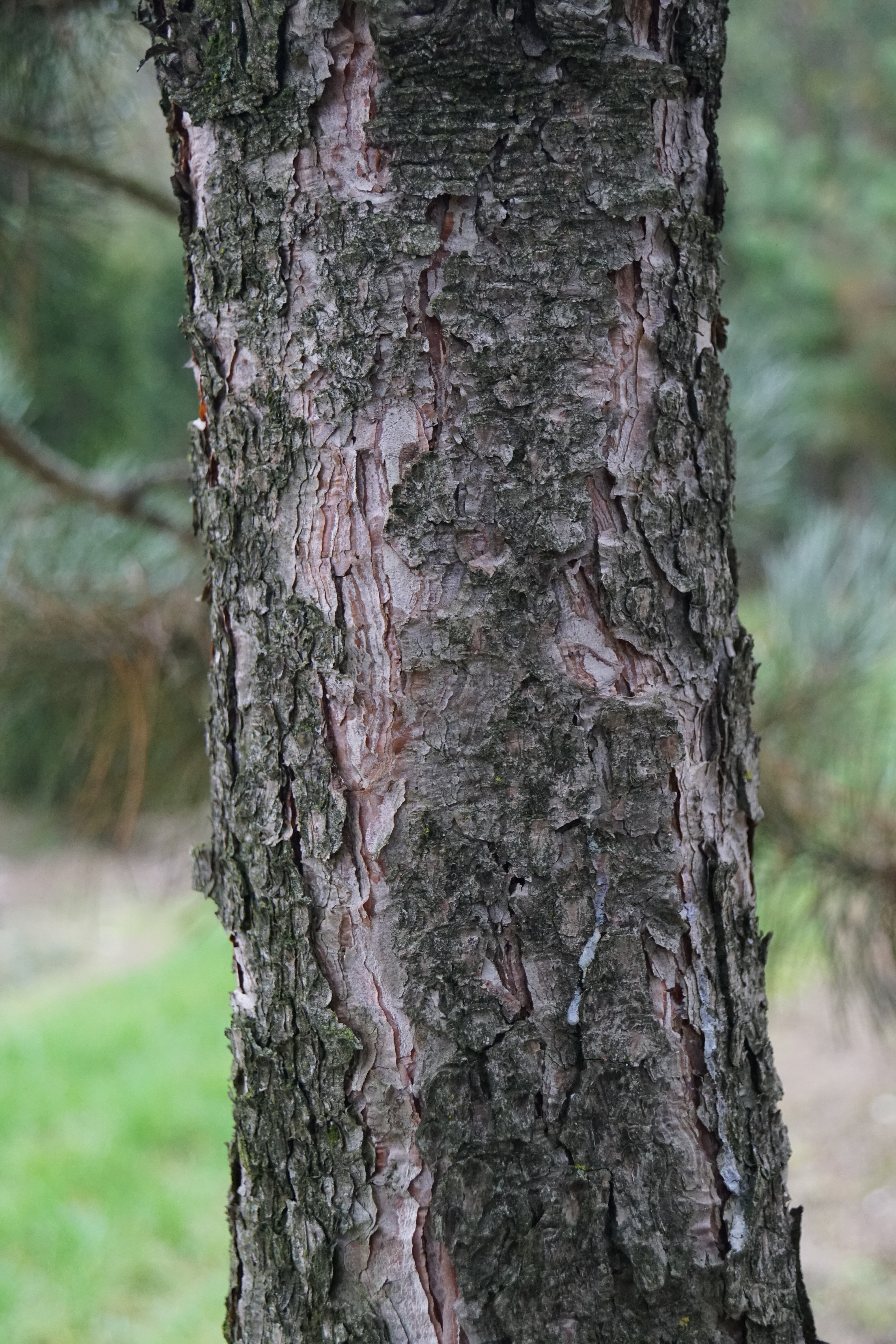 Pinus nigra nigra 00